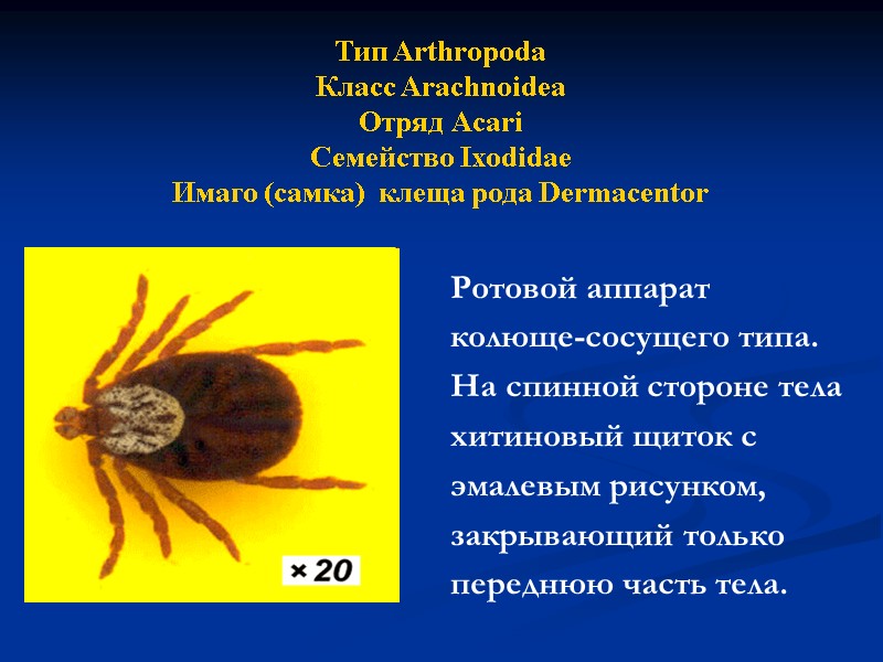Ротовой аппарат колюще-сосущего типа.  На спинной стороне тела хитиновый щиток с эмалевым рисунком,